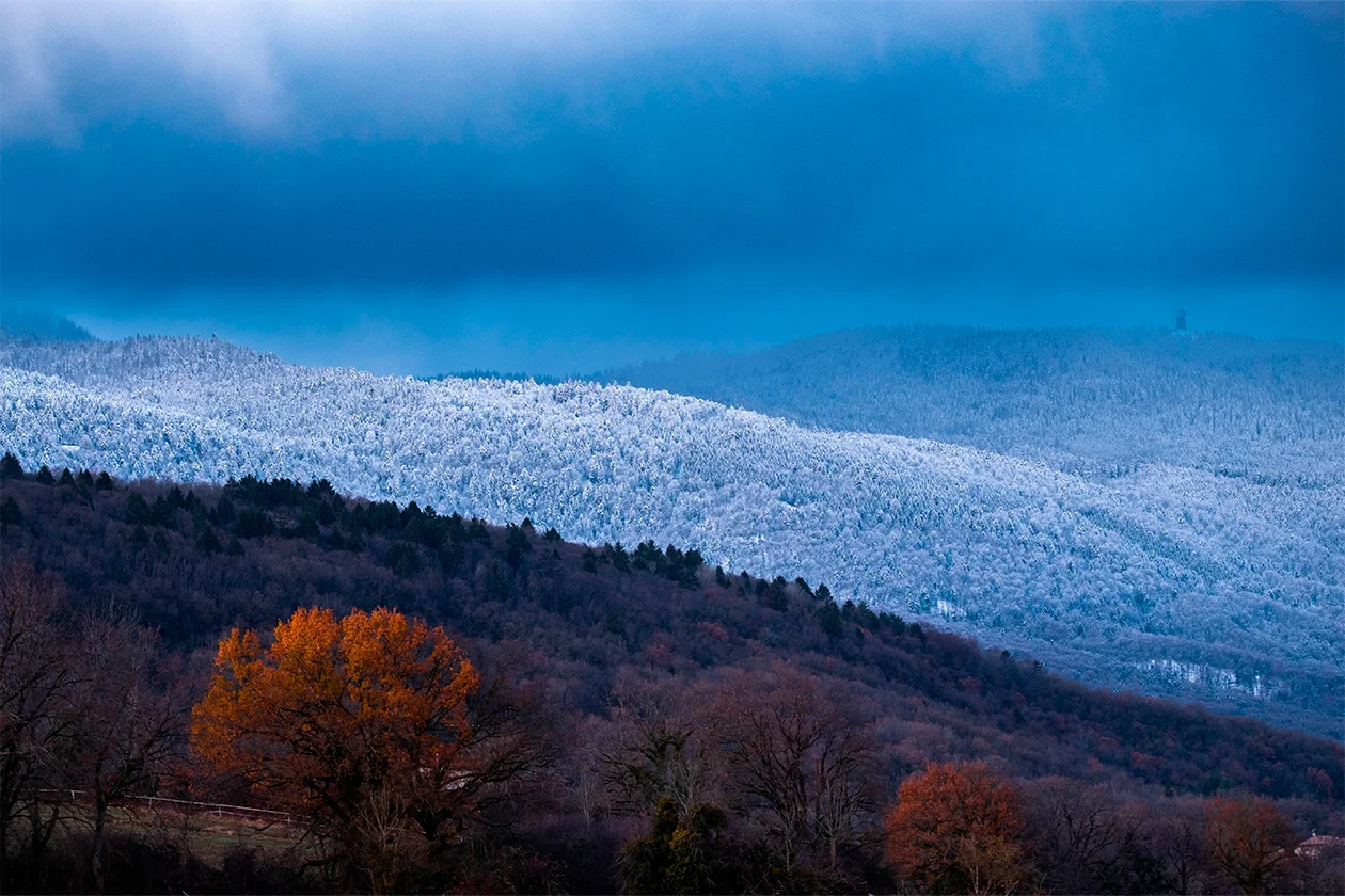 Forêt enneigée bleu nuit avec premier plan d'arbres aux feuilles d'automne orangées