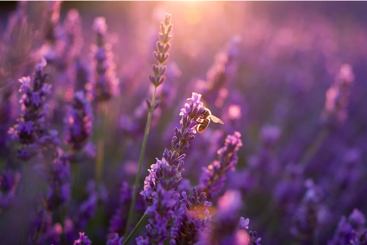 Champ de lavande au coucher de soleil avec abeille butinant, contre-jour doré