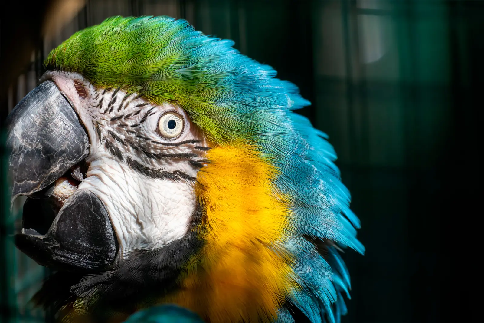 Portrait serré d'un ara bleu et jaune, l'œil clair et le plumage turquoise éclairés par un rayon de soleil sur fond sombre.