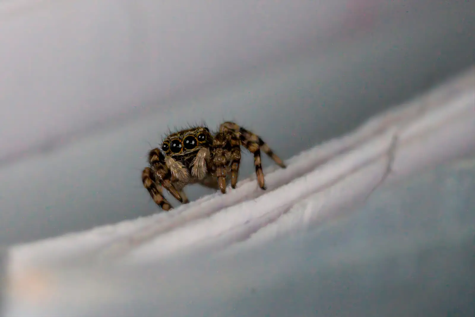 Araignée sauteuse aux grands yeux frontaux perchée sur un pli de tissu blanc, minimalisme aux tons gris doux