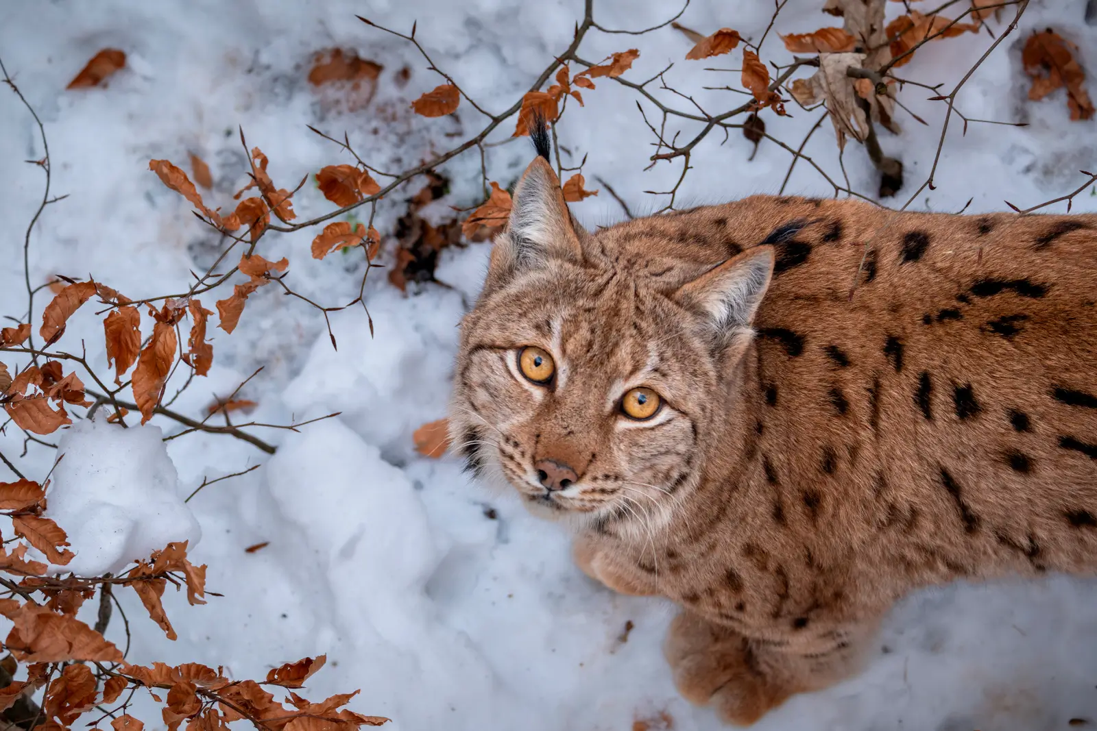 Lynx boréal vu de dessus dans la neige, regard doré levé vers l'objectif parmi les feuilles mortes orangées