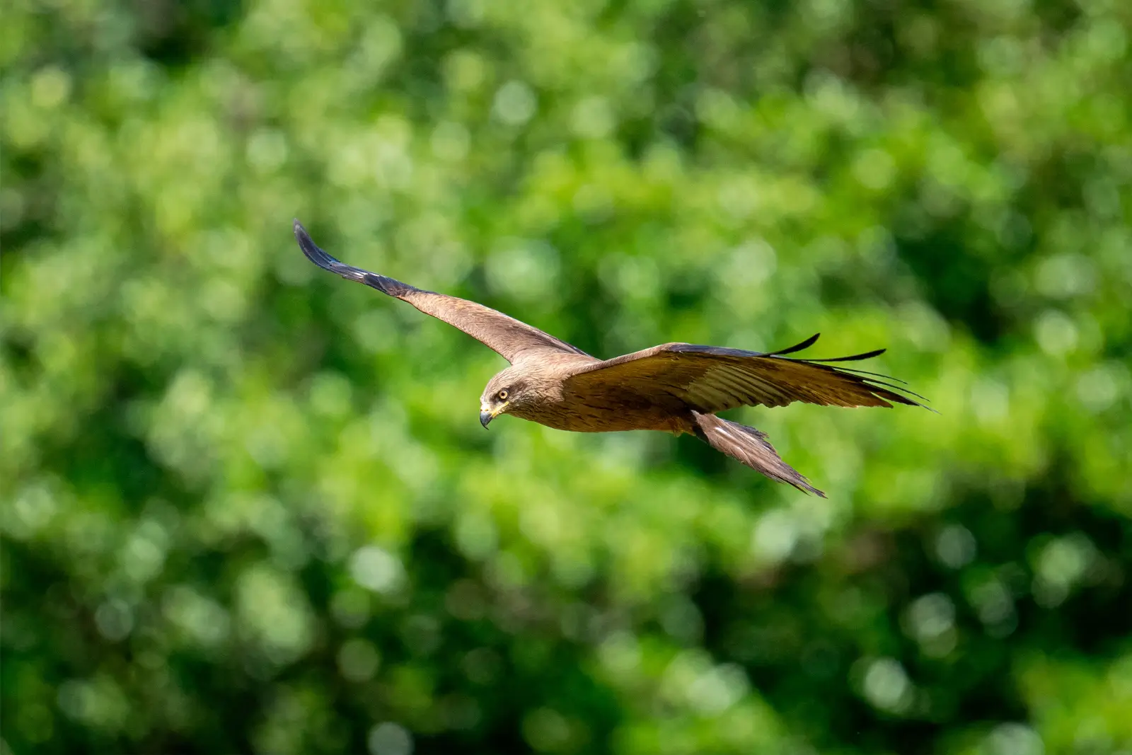 Milan noir glissant en vol devant un feuillage vert flou, ailes tendues et plumage brun éclairé par le soleil d'été.