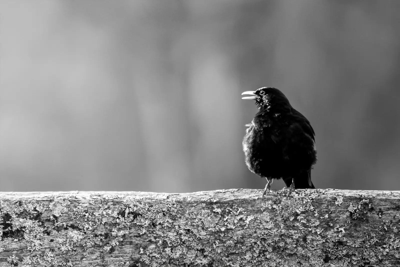 Merle noir chantant bec ouvert sur une barrière couverte de lichens, portrait en noir et blanc sur fond doux