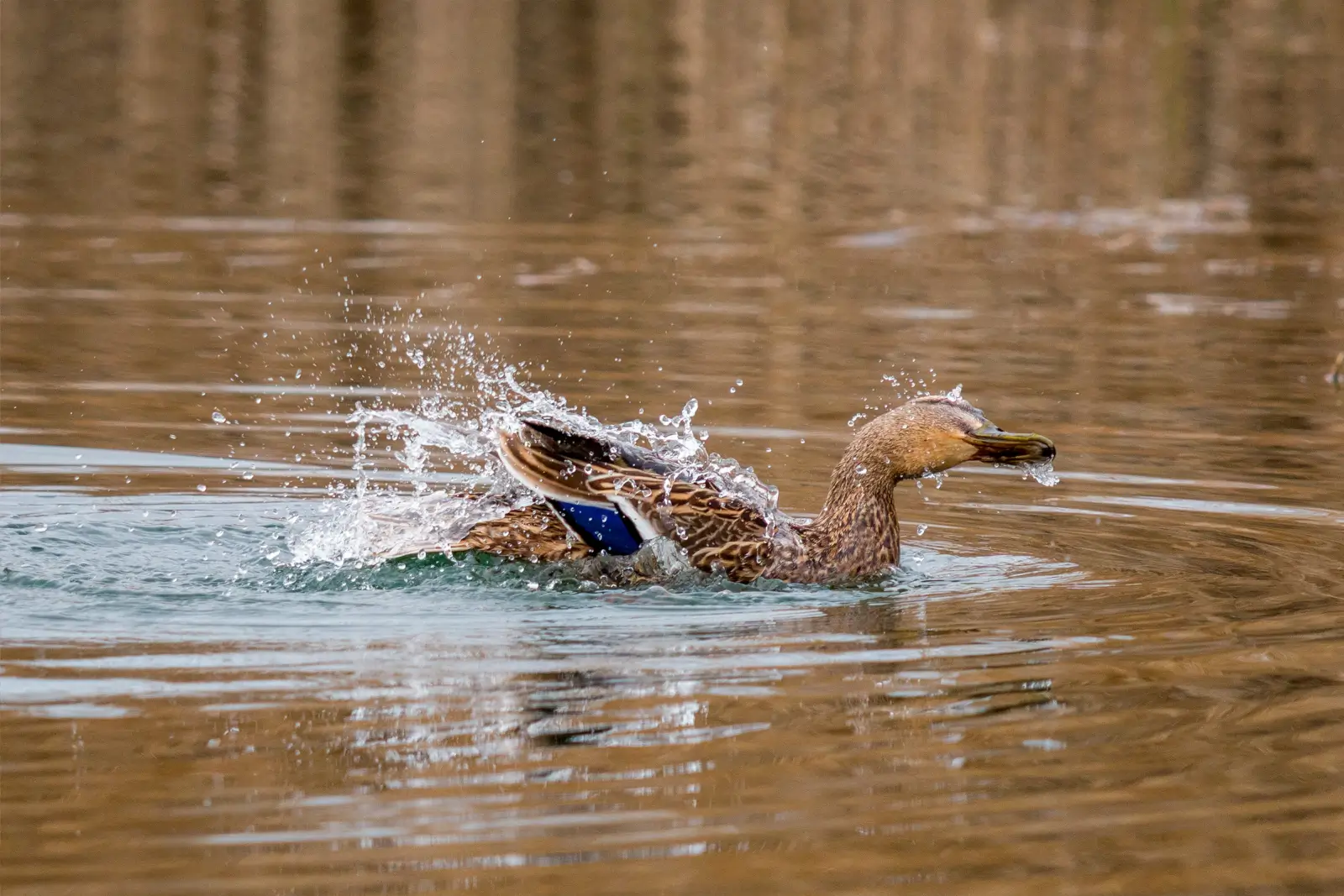 Cane colvert s'ébrouant à la surface d'un étang, gerbe d'éclaboussures et miroir bleu de l'aile, reflets ambrés