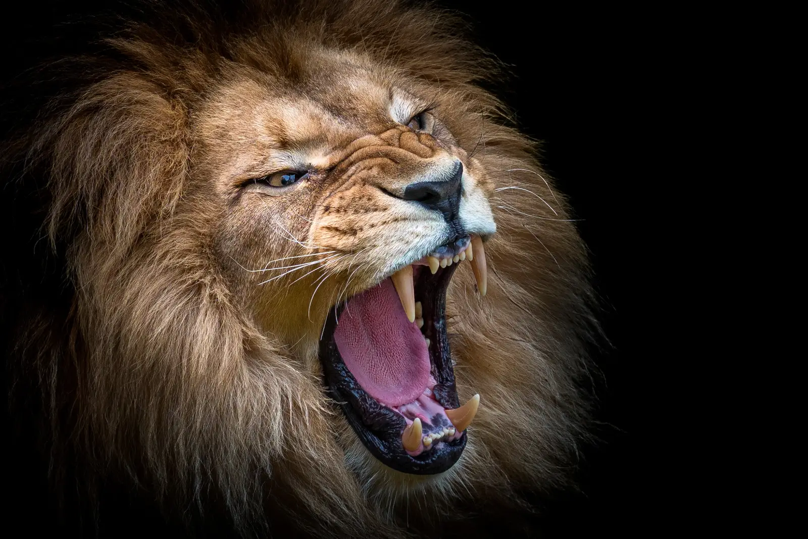 Lion rugissant en gros plan, gueule ouverte et crinière fournie se détachant sur un fond noir profond