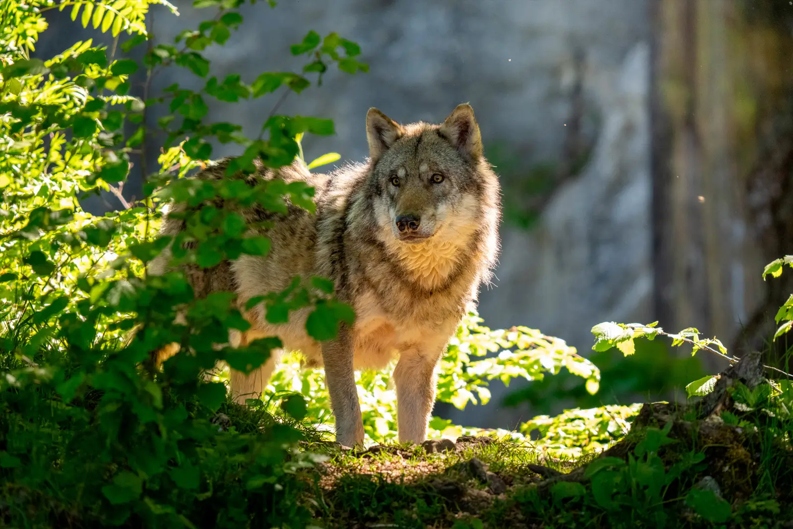 Loup gris à l'affût entre les feuillages verts d'une forêt, pelage éclairé par une lumière printanière