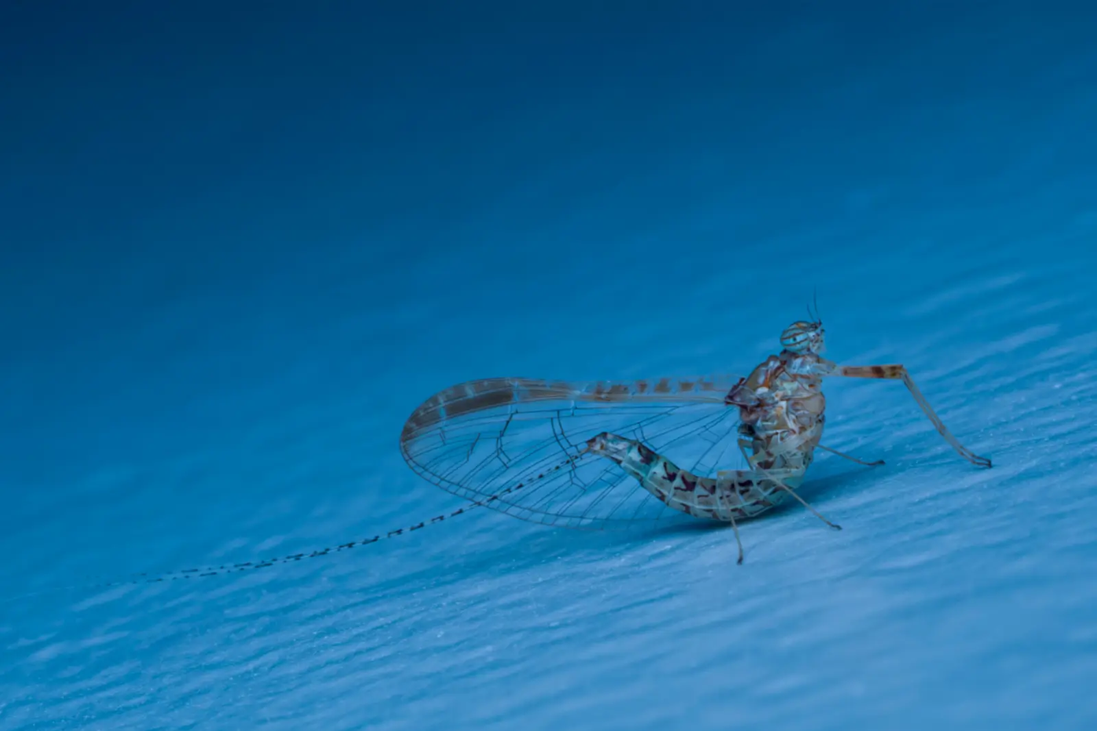 Éphémère aux longs filaments caudaux et aux ailes translucides, posé sur une surface texturée bleu profond