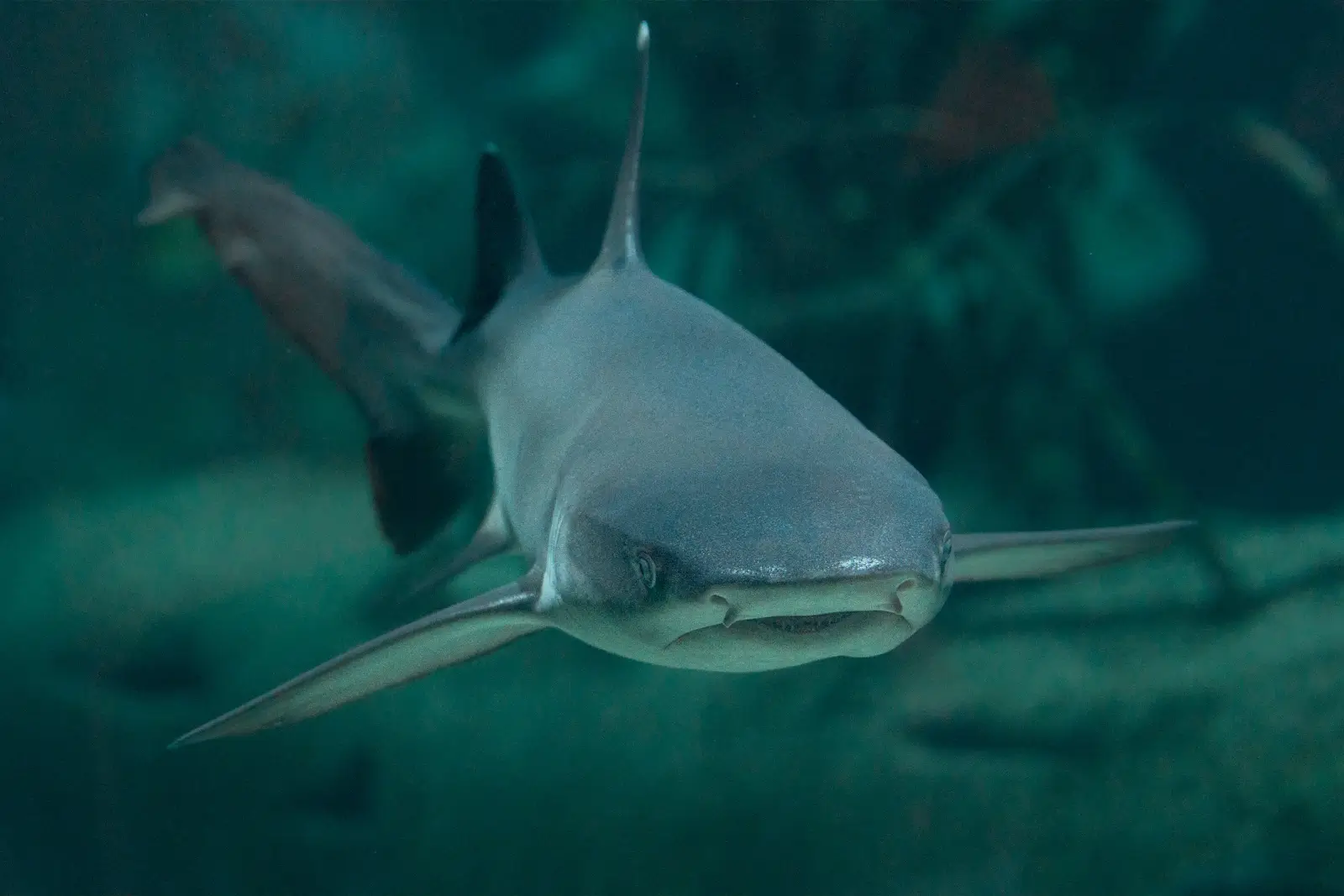 Requin glissant vers l'objectif dans une eau turquoise profonde, nageoires pectorales déployées