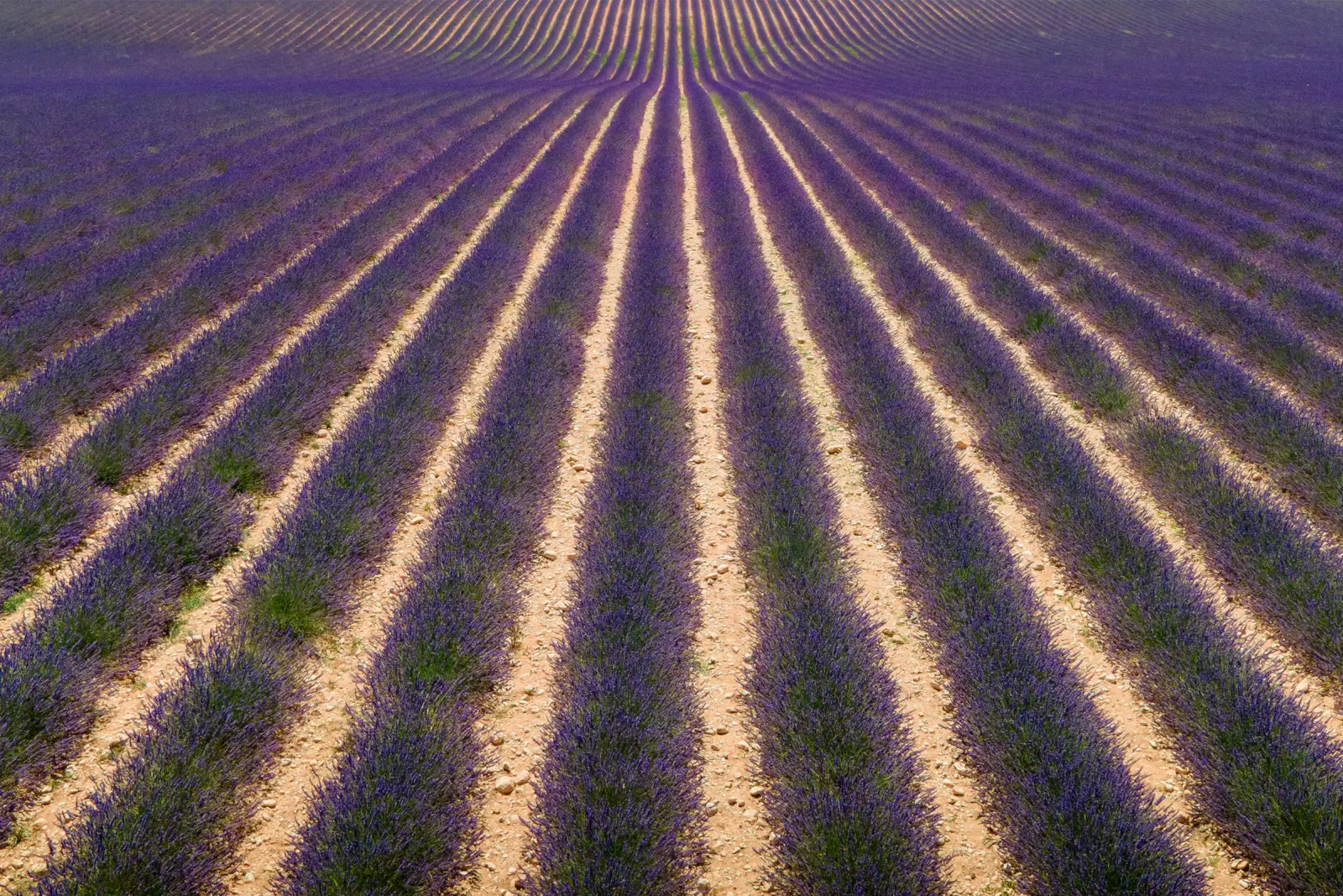 Rangées de lavande en fleurs convergeant vers l'horizon, graphisme des sillons sous la lumière d'été