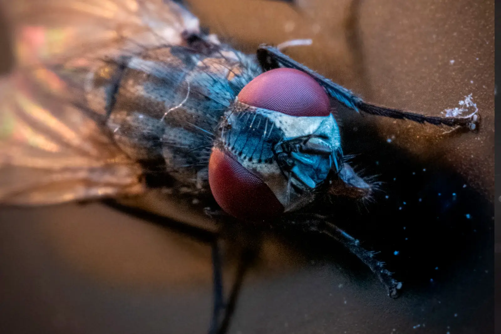 Tête d'une mouche vue de dessus, immenses yeux rouges à facettes et reflets métalliques sur le thorax