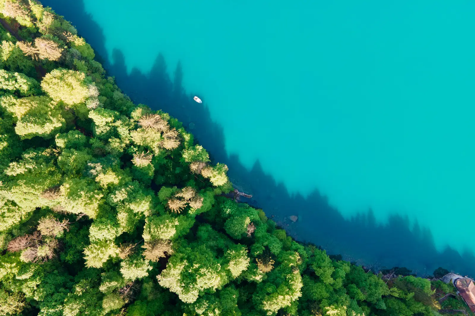 Vue aérienne verticale d'une rive boisée bordant un lac turquoise, petit bateau blanc et ombres des sapins sur l'eau