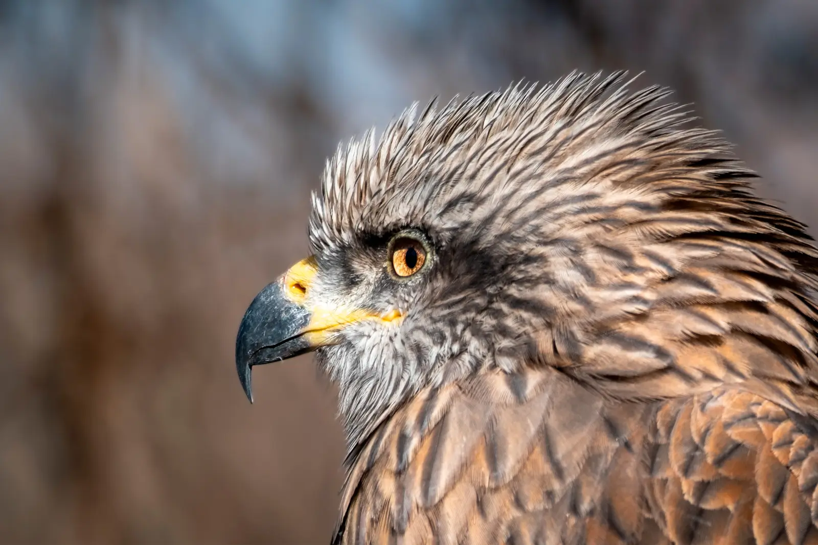 Portrait de profil d'un milan, œil ambré et bec crochu à la cire jaune, plumes ébouriffées dans une lumière douce.