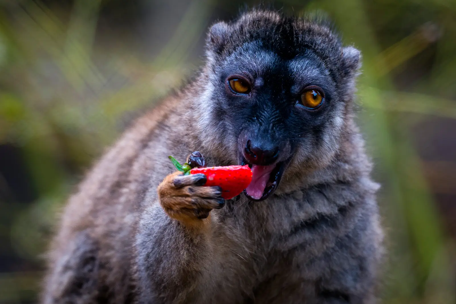 Lémur brun aux yeux orange croquant dans une fraise, portrait expressif sur fond de végétation floue