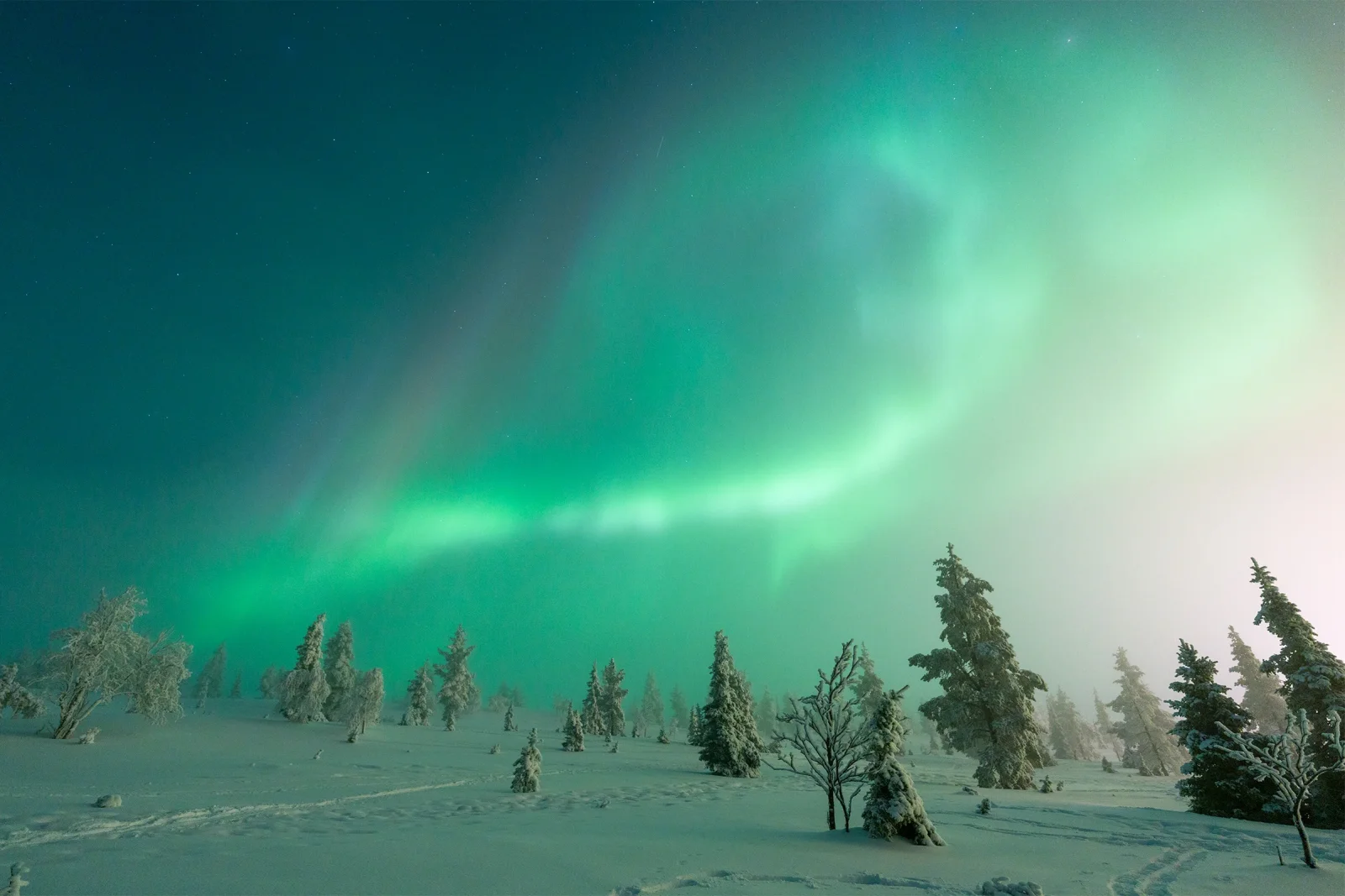 Aurore boréale verte ondoyant dans un ciel étoilé au-dessus d'une forêt de sapins givrés
