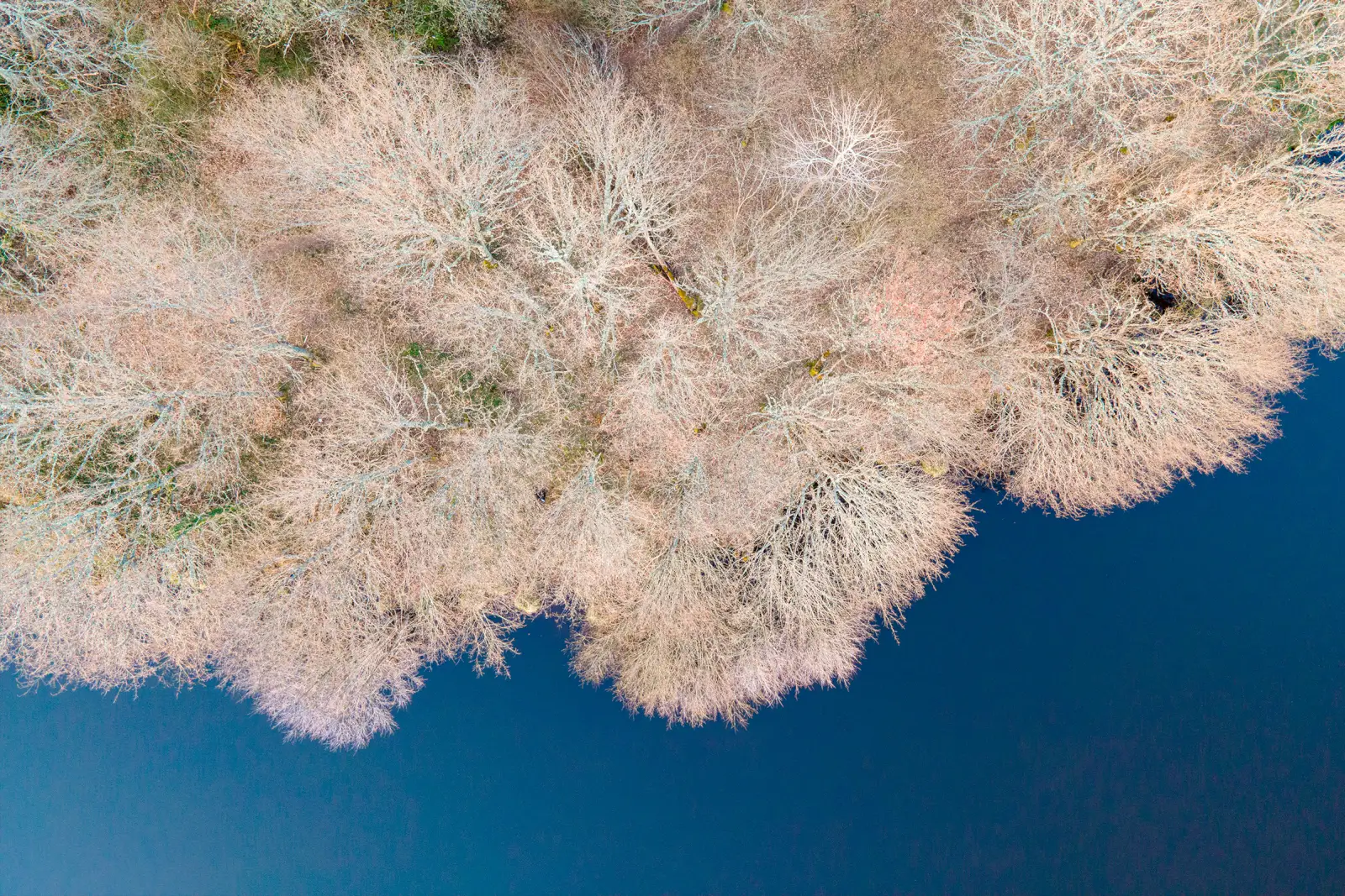Vue aérienne de cimes d'arbres dénudés surplombant une eau bleu profond, dentelle de branches claires en plein hiver