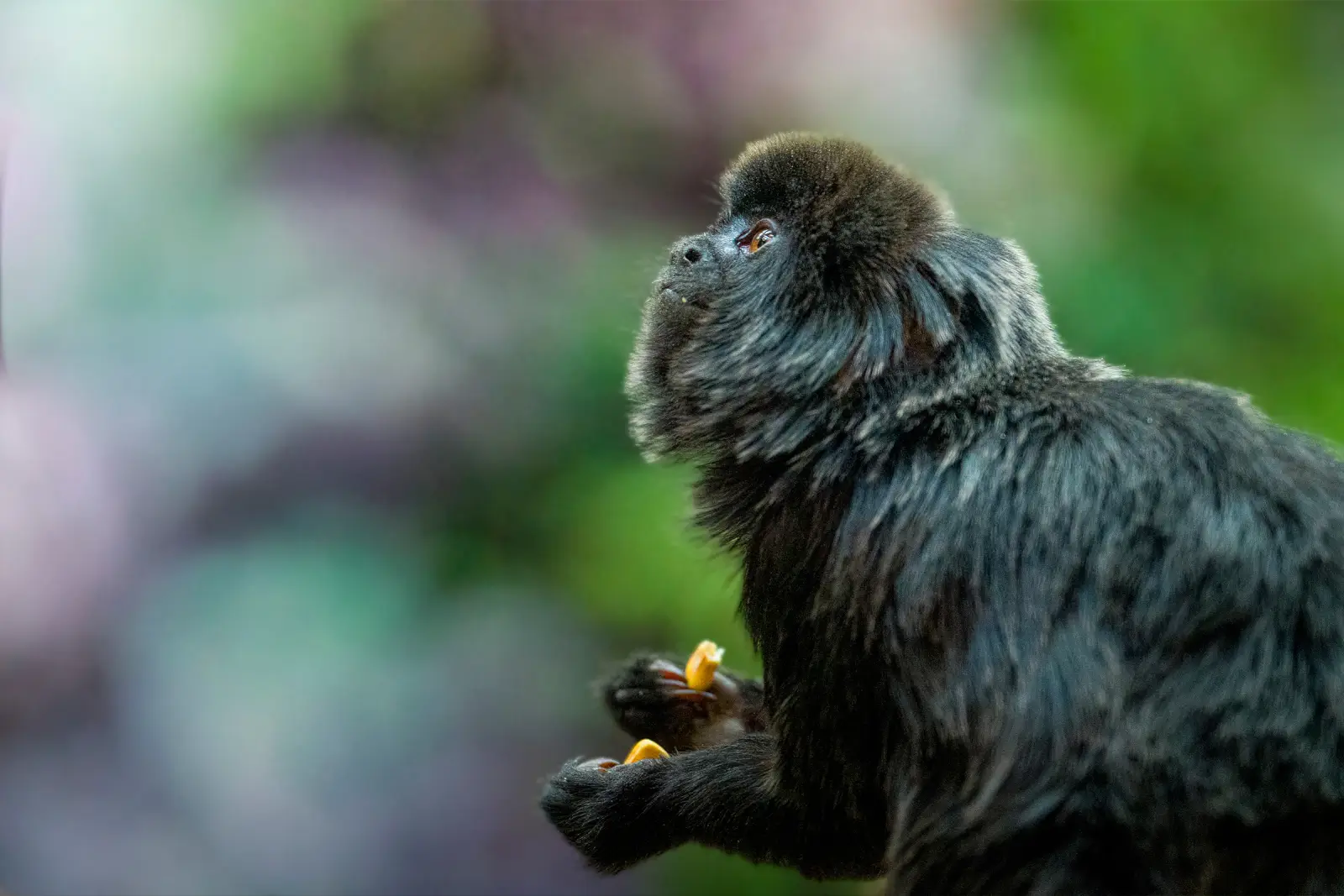 Tamarin de Goeldi au pelage noir ébouriffé, fruit entre les pattes et regard levé sur fond de verdure