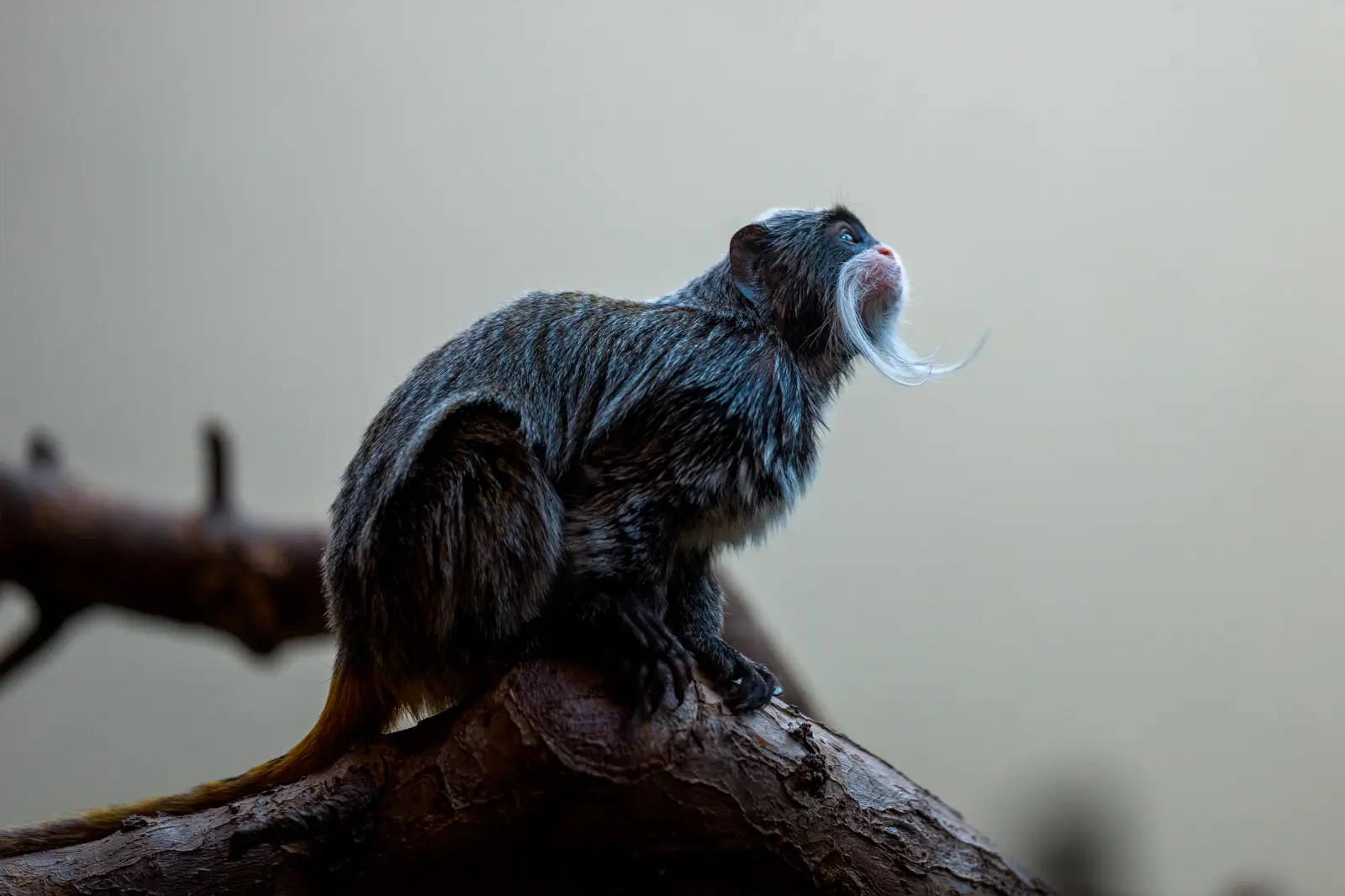 Tamarin empereur à la longue moustache blanche perché sur une branche, profil se détachant sur fond clair