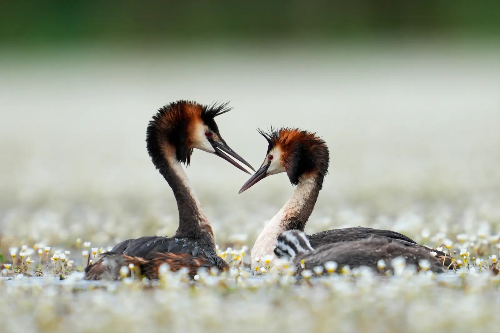 Couple de grèbes huppés bec à bec parmi les renoncules d'eau en fleur, un poussin rayé blotti sur le dos d'un adulte.