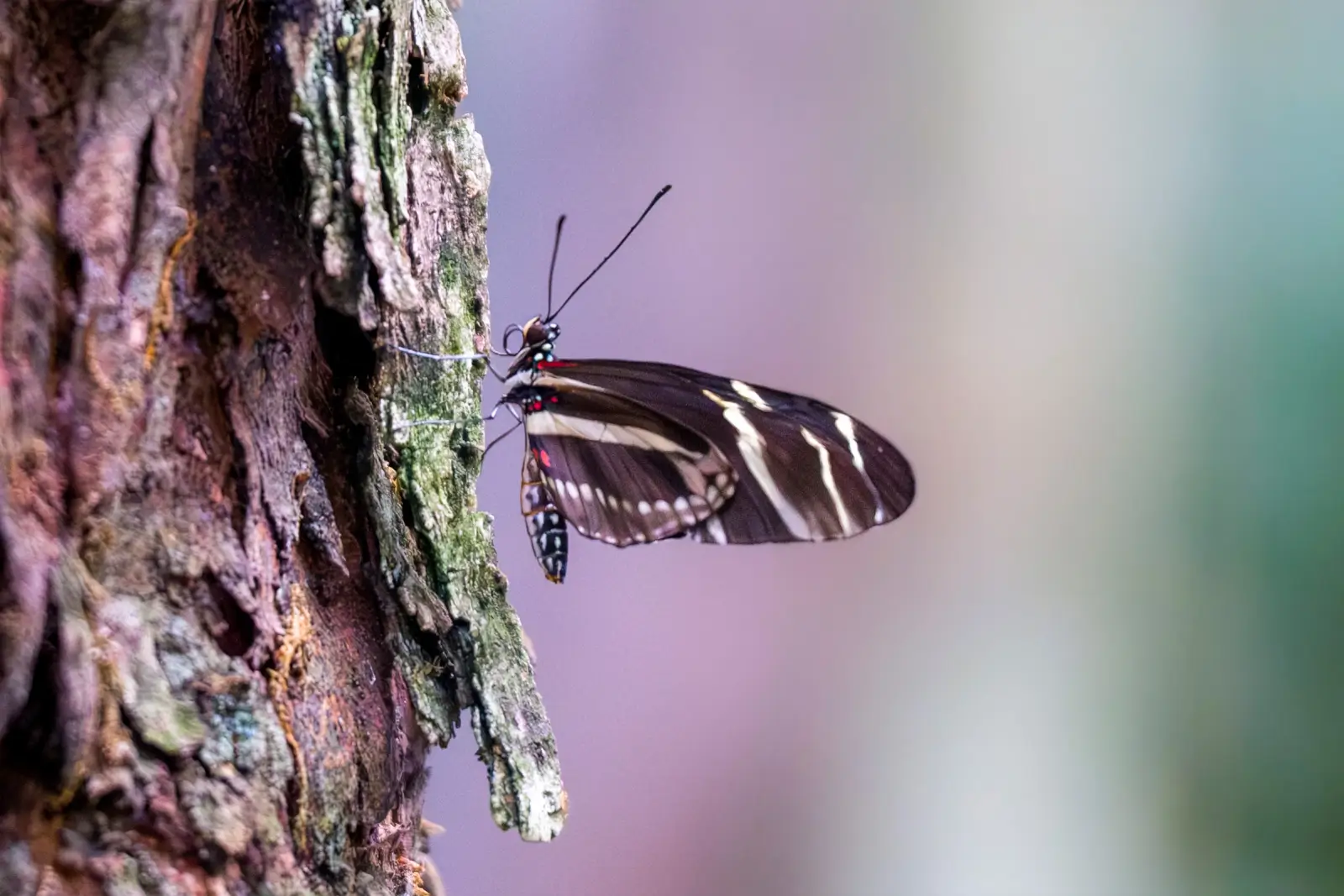 Héliconius zèbre aux ailes rayées de noir et de crème posé sur une écorce moussue, fond pastel diffus