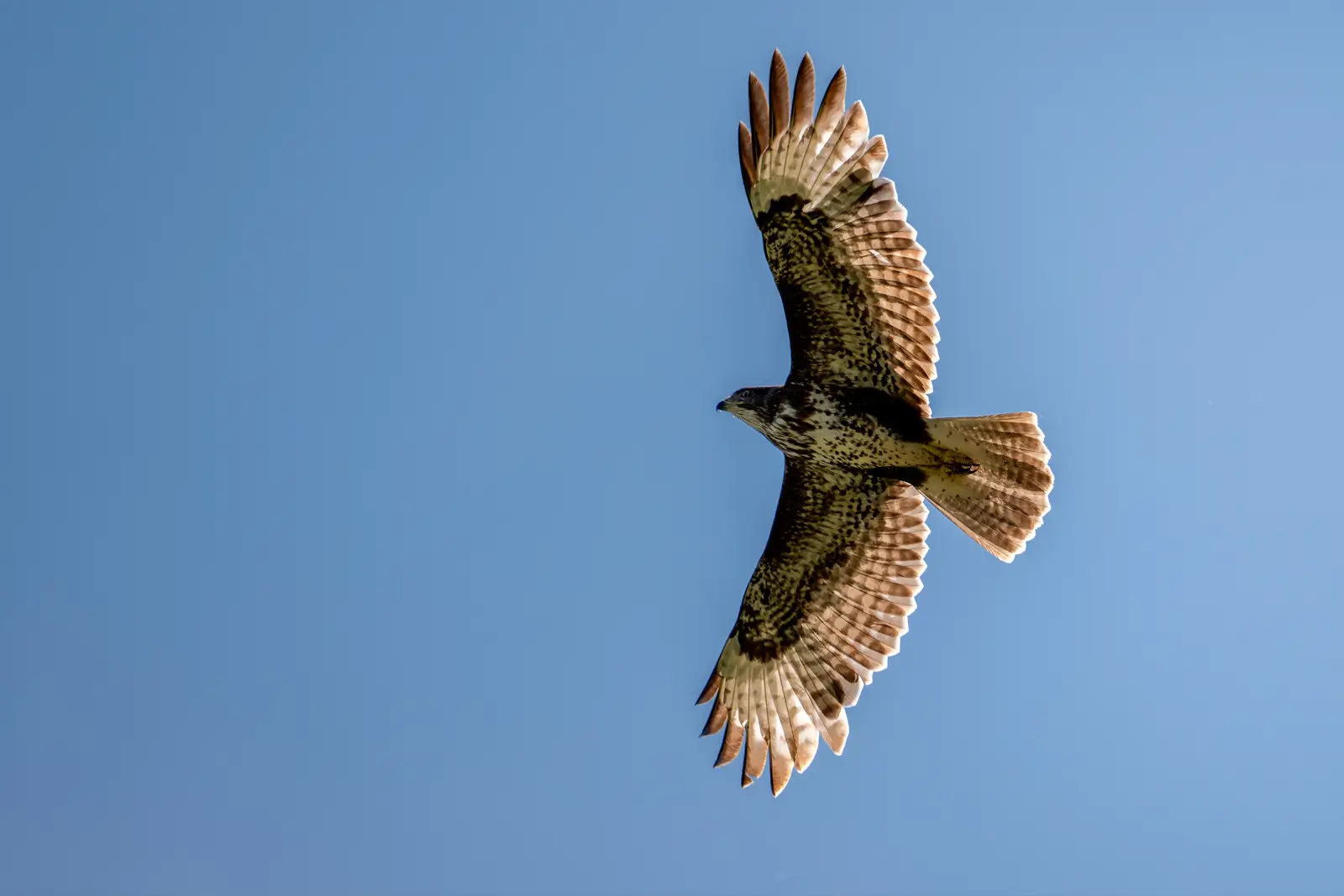 Buse variable planant ailes déployées dans un ciel bleu uni, plumage moucheté et queue en éventail vus de dessous