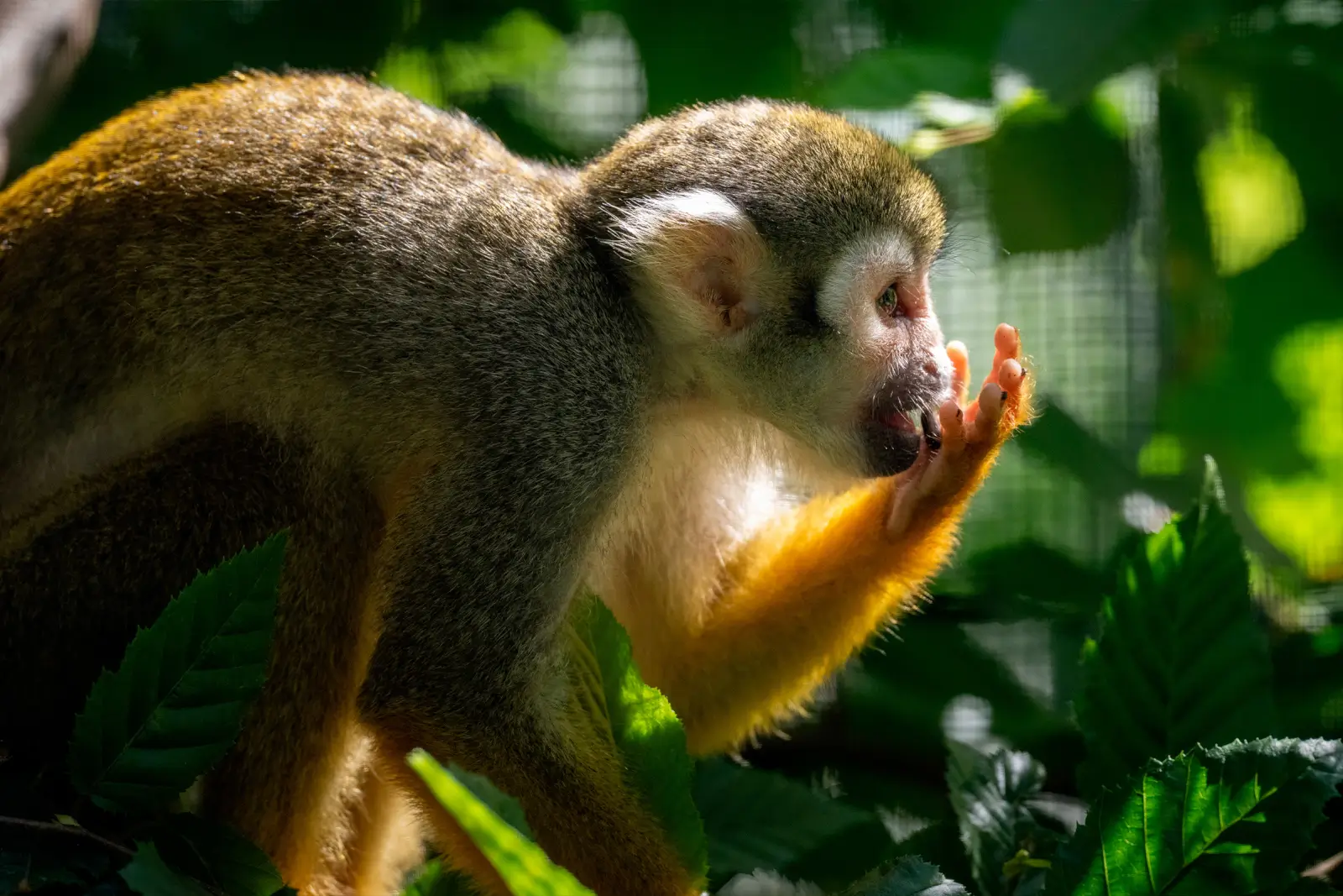 Singe-écureuil au pelage doré portant la main à sa bouche, dans la lumière tamisée d'un feuillage vert