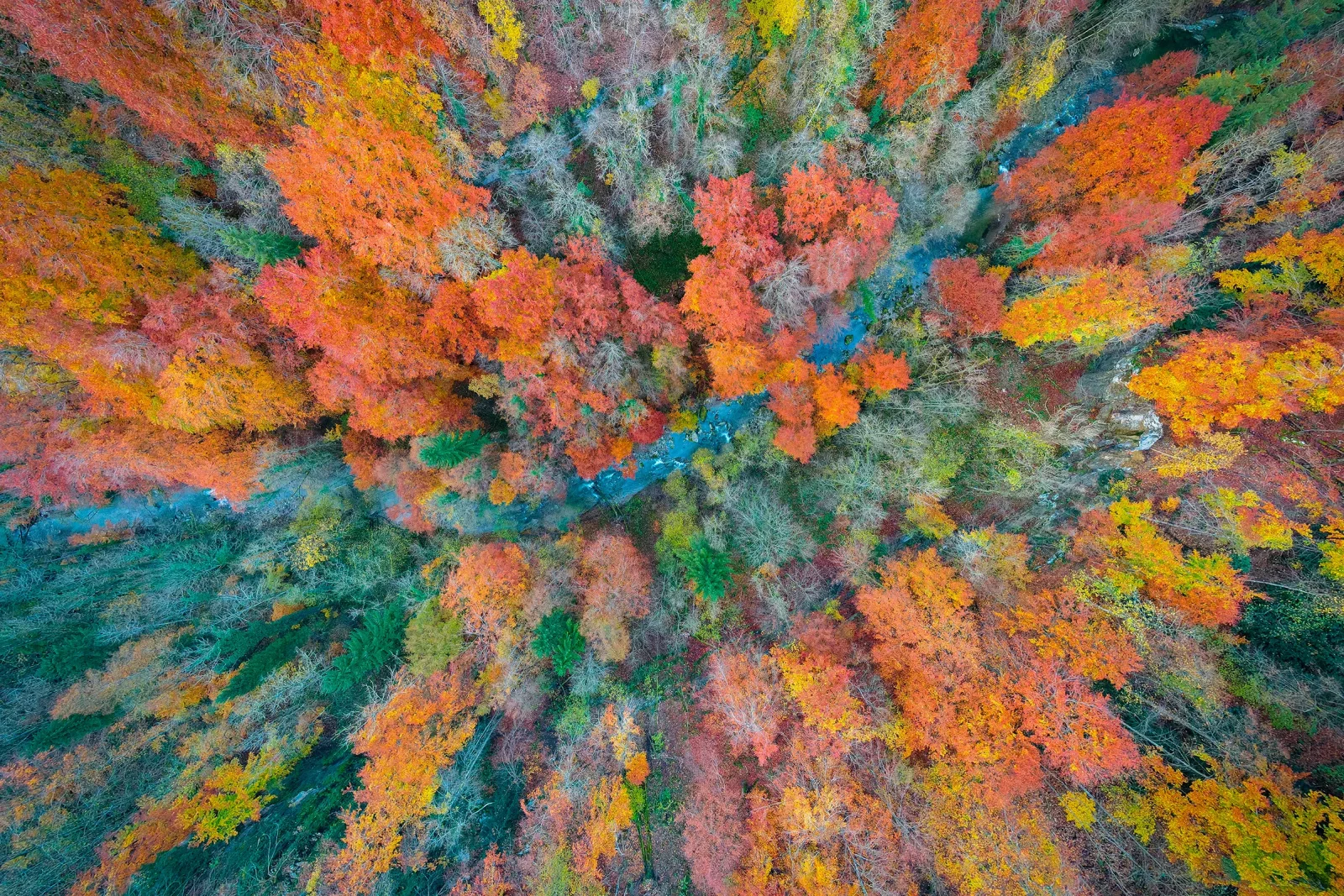 Vue aérienne plongeante d'une forêt d'automne flamboyante traversée par un ruisseau bleu
