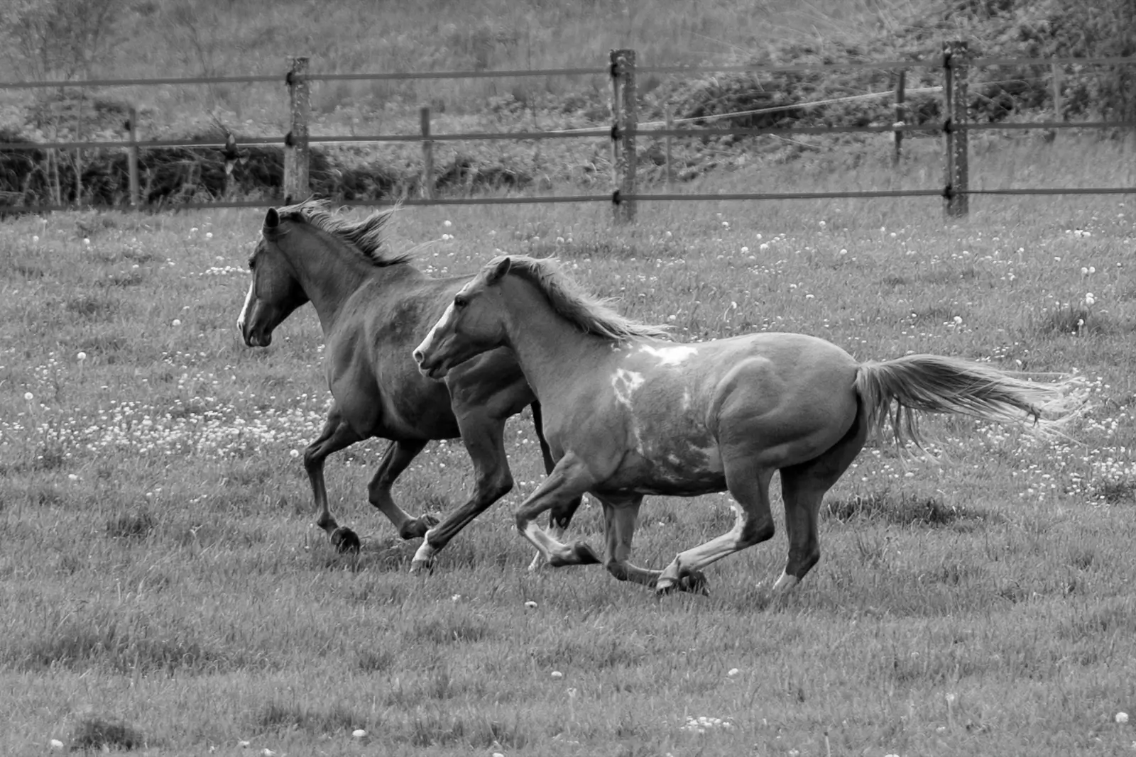 Deux chevaux au galop dans une prairie fleurie de pissenlits, cliché en noir et blanc le long d'une clôture