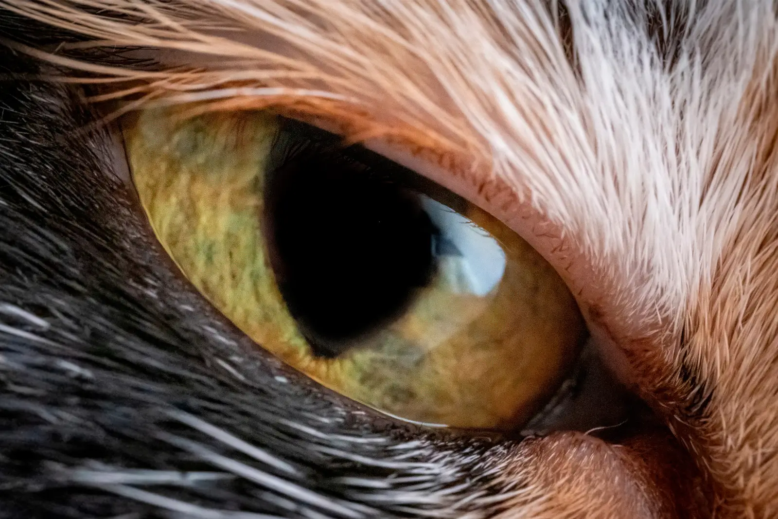 Macro d'un œil de chat aux reflets verts et dorés, cils et pelage finement détaillés autour de la pupille