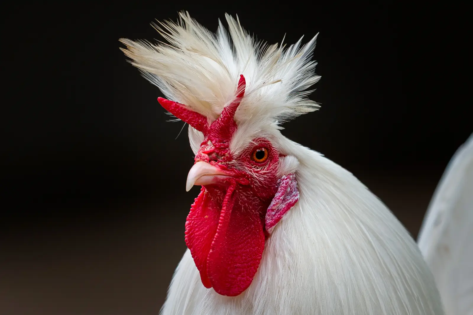 Portrait rapproché d'un coq blanc huppé, crête rouge vif et plumes ébouriffées se détachant sur un fond noir