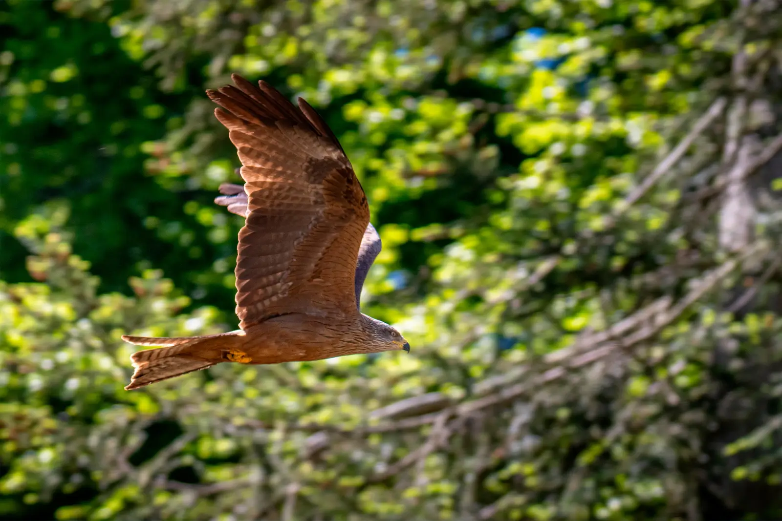 Milan noir glissant devant un feuillage verdoyant flou, ailes relevées et plumage brun éclairé par le soleil