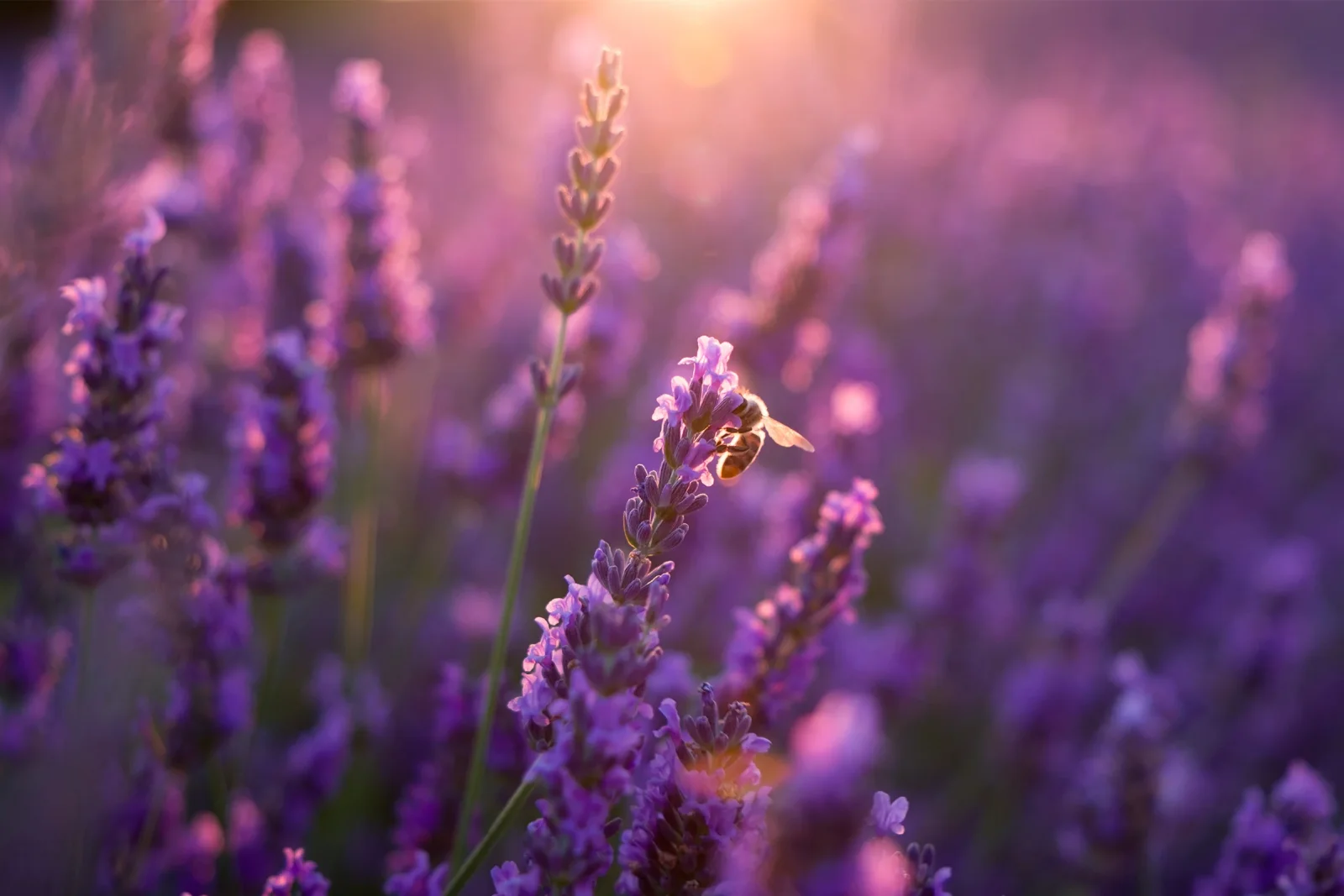 Abeille butinant un brin de lavande sous un soleil chaud, contre-jour estival violet