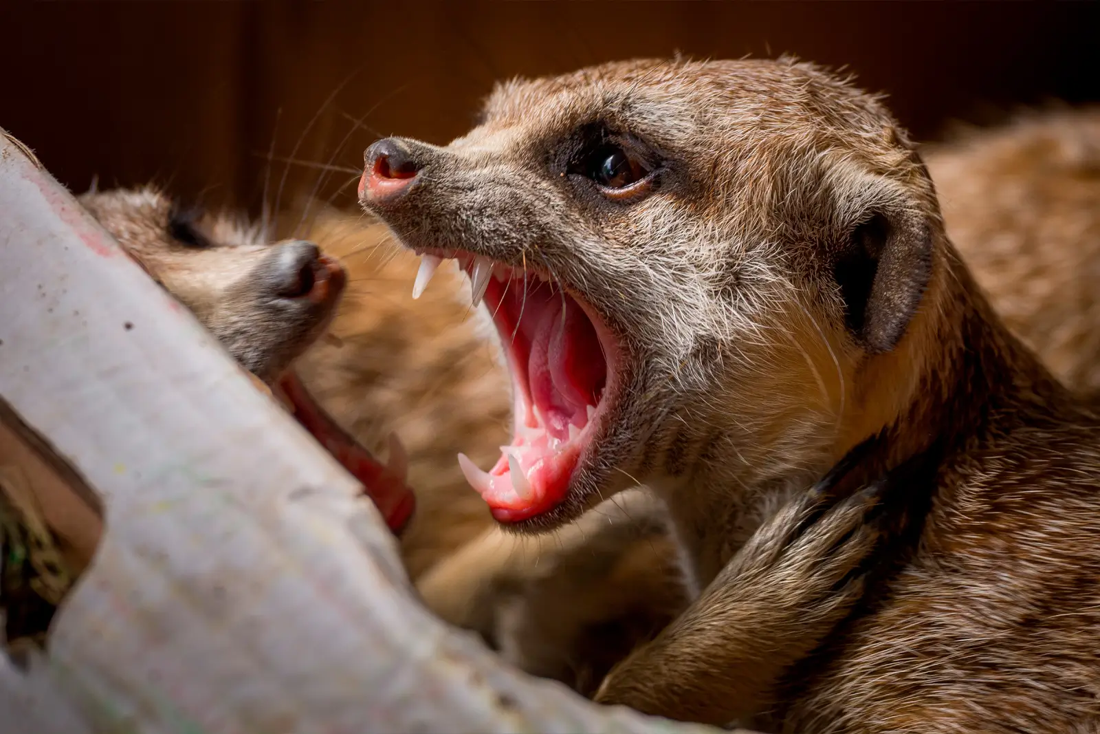 Suricate gueule grande ouverte face à un congénère, crocs apparents lors d'une vive altercation au sein du clan