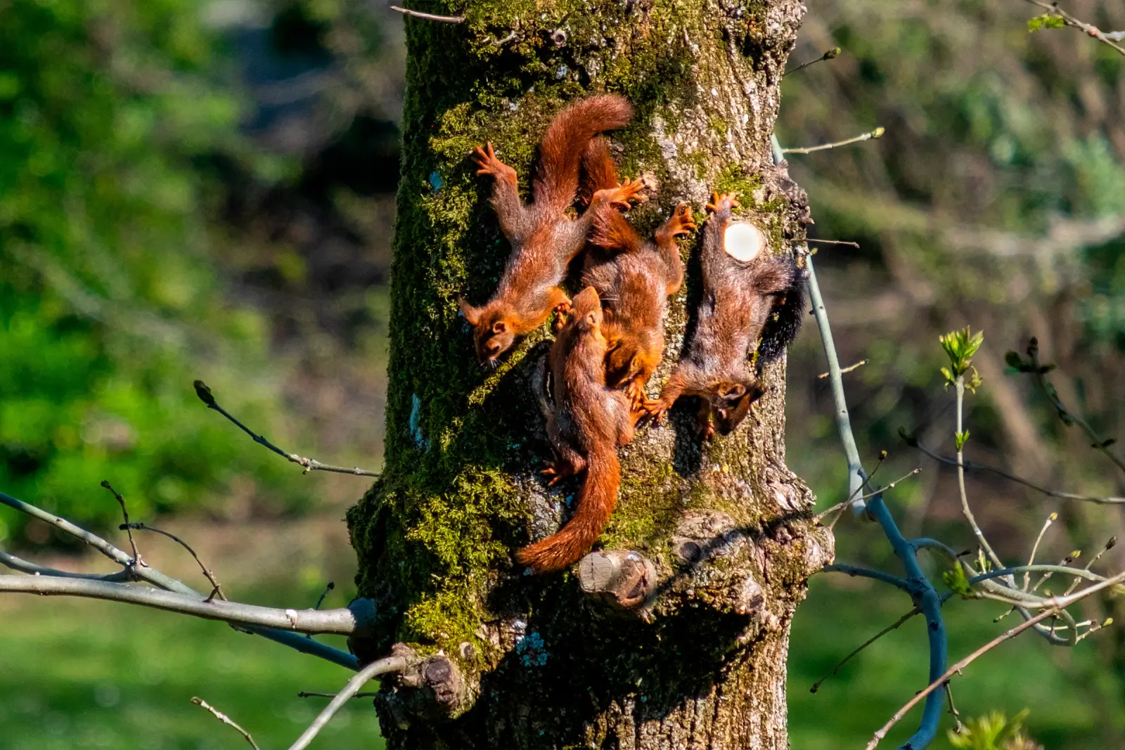 Quatre écureuils roux agrippés au tronc moussu d'un arbre, scène animée dans la lumière du printemps