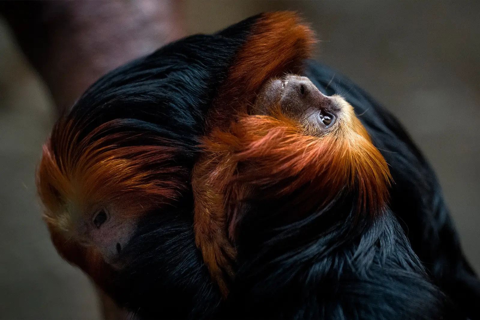 Deux tamarins-lions à tête dorée enlacés, crinières orange flamboyantes émergeant de la pénombre