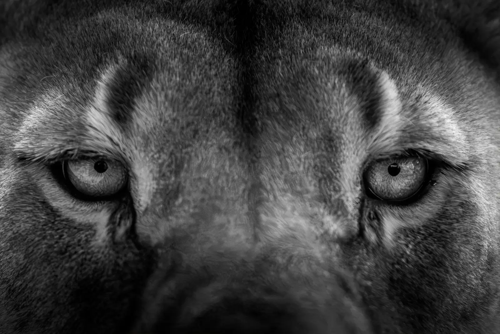 Regard perçant d'un félin en très gros plan, noir et blanc contrasté révélant la texture du pelage