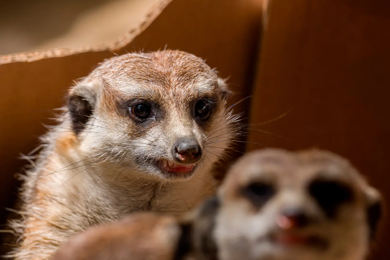 Portrait rapproché d'un suricate au regard attentif, un second museau flou au premier plan dans la lumière chaude