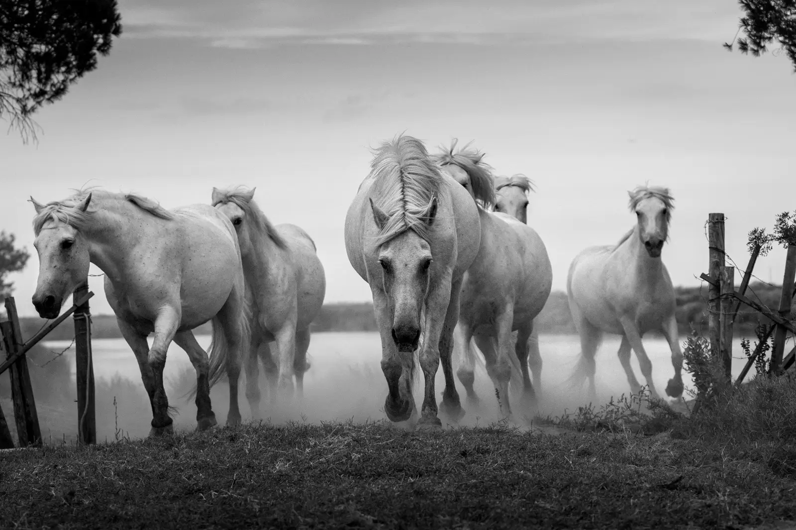 Troupeau de chevaux blancs de Camargue avançant vers l'objectif dans la poussière, image en noir et blanc