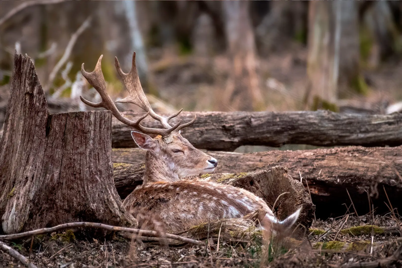 Daim au repos parmi les troncs morts d'un sous-bois, bois palmés et robe tachetée dans une lumière douce