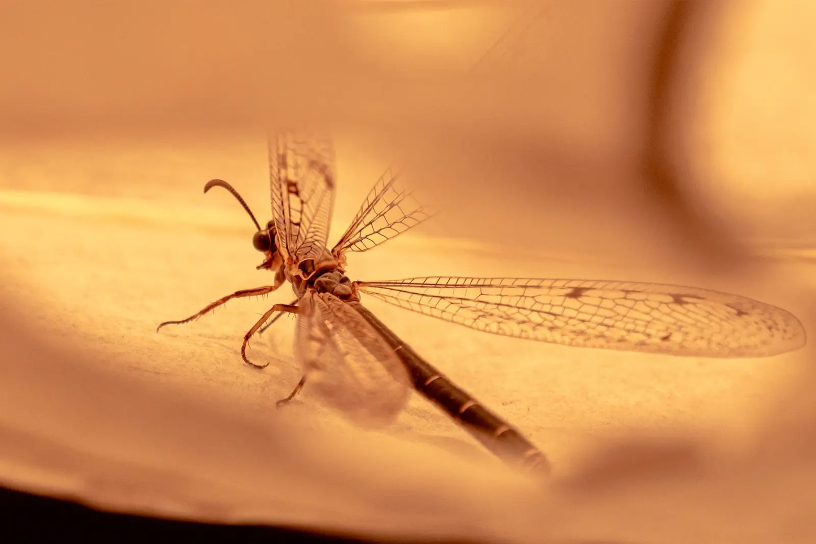 Fourmilion adulte aux ailes nervurées translucides et antennes recourbées, dans une lumière ambrée tamisée