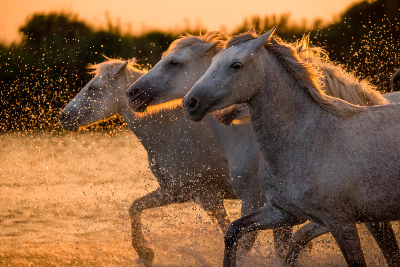 Chevaux de Camargue galopant dans l'eau au coucher du soleil, éclaboussures dorées en contre-jour