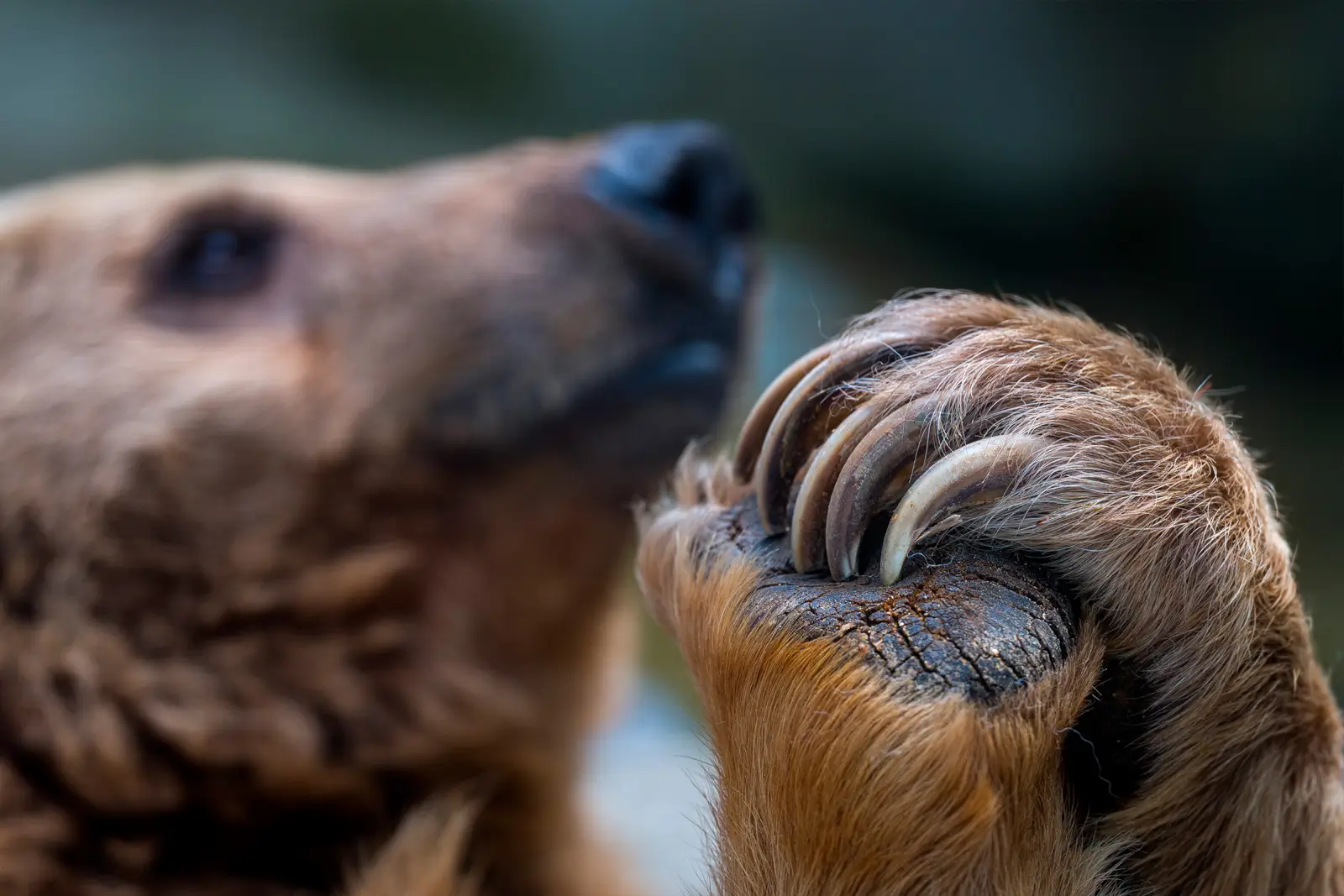 Gros plan sur la patte d'un ours brun, longues griffes recourbées et coussinet craquelé, museau flou en arrière-plan