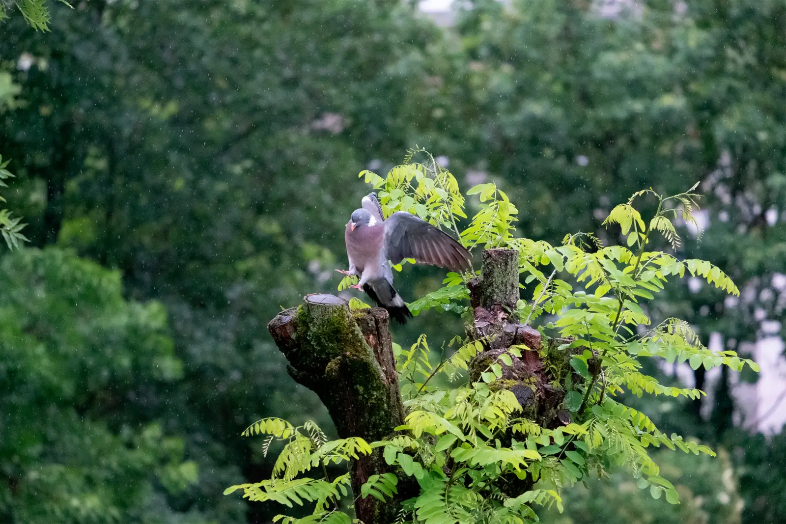 Pigeon ramier se posant ailes ouvertes sur un arbre étêté aux jeunes pousses, sous une pluie fine en pleine verdure.