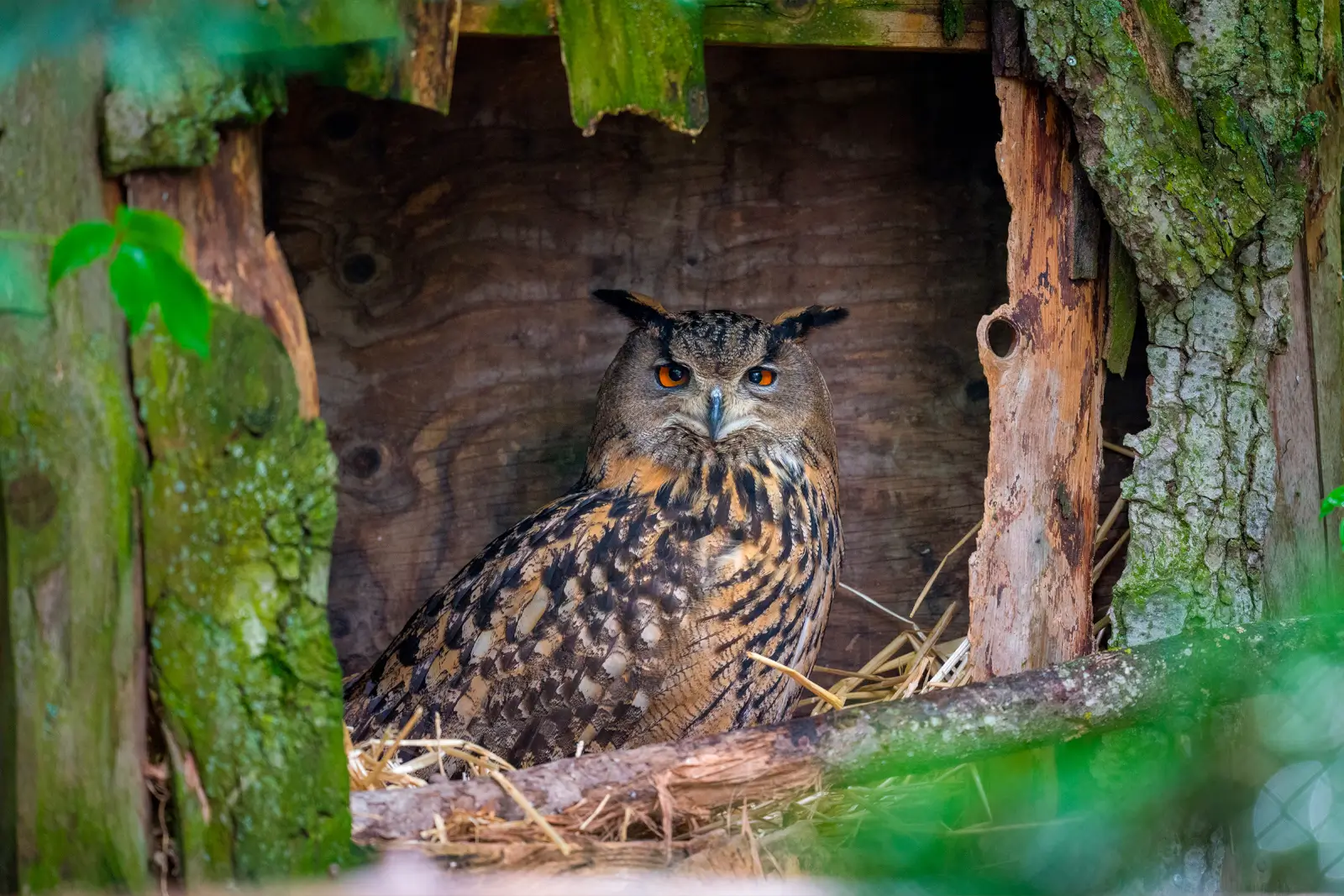 Grand-duc d'Europe aux yeux orange abrité dans une cabane de bois, plumage fauve tacheté encadré d'écorces moussues