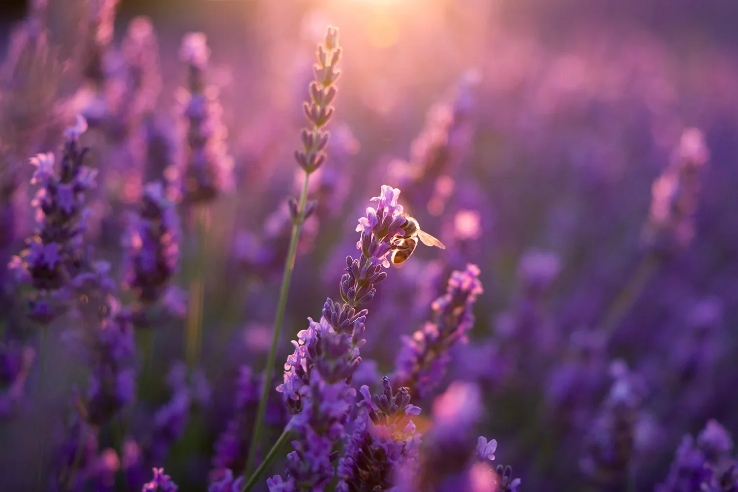 Abeille butinant un brin de lavande au coucher du soleil, photographie de paysage par Yann Lepora